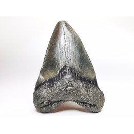 Dent de requin: Carcharodon megalodon, Miocène (USA)