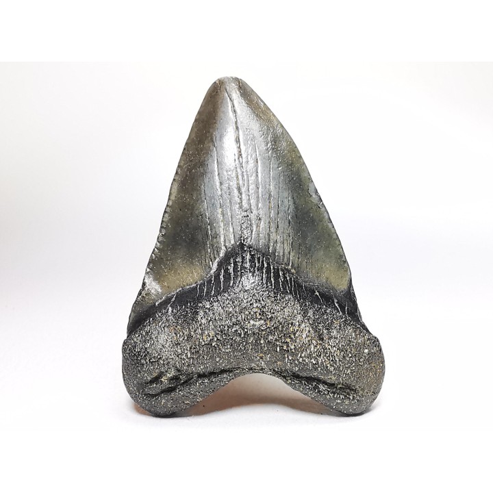 Dent de requin: Carcharodon megalodon, Miocène (USA)