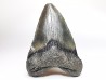 shark teeth: Carcharodon megalodon - Miocene (USA)