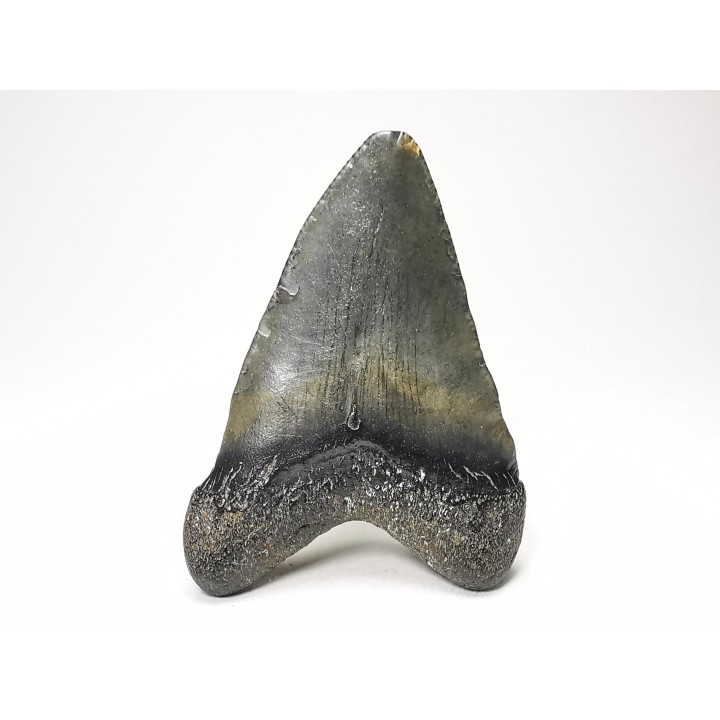 shark teeth: Carcharodon megalodon - Miocene (USA)