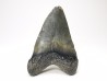 Dent de requin: Carcharodon megalodon, Miocène (USA)