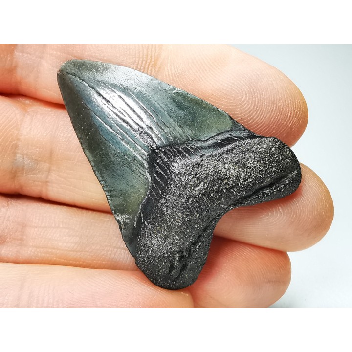 shark teeth: Carcharodon megalodon - Miocene (USA)