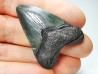 Dent de requin: Carcharodon megalodon, Miocène (USA)