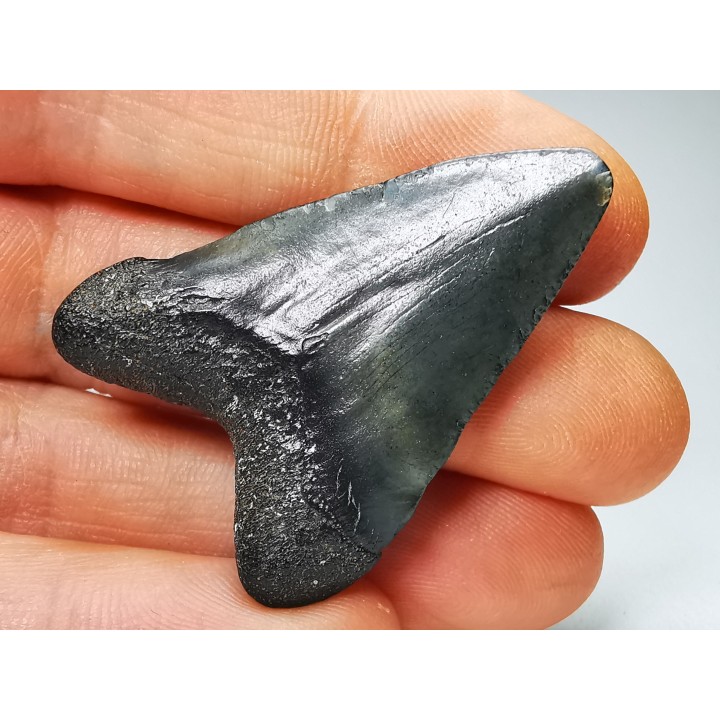 shark teeth: Carcharodon megalodon - Miocene (USA)