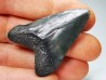 shark teeth: Carcharodon megalodon - Miocene (USA)