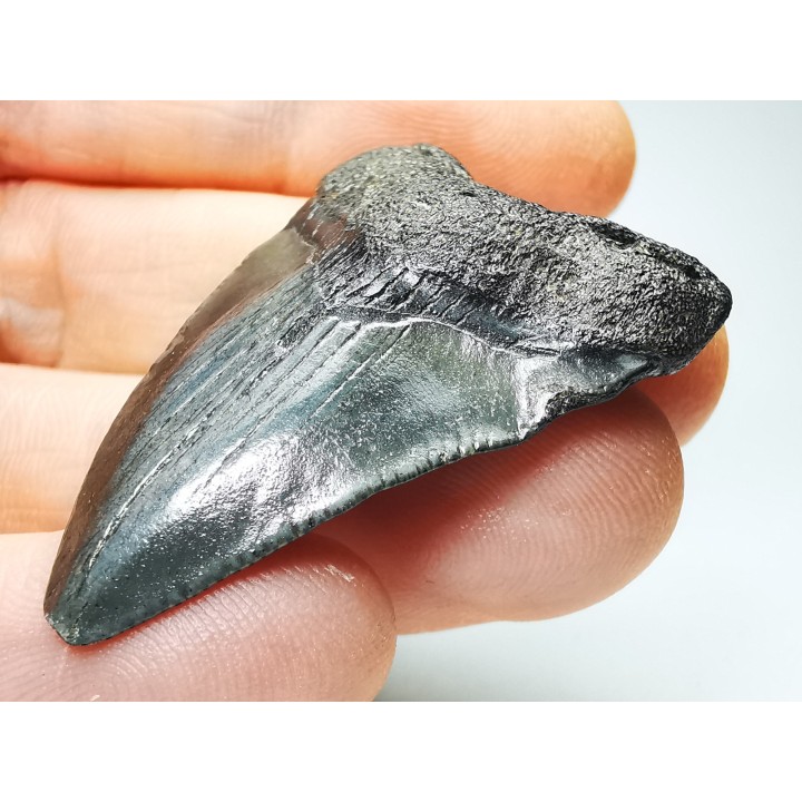 shark teeth: Carcharodon megalodon - Miocene (USA)