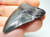 shark teeth: Carcharodon megalodon - Miocene (USA)