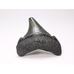 Dent de requin: Carcharodon megalodon, Miocène (USA)