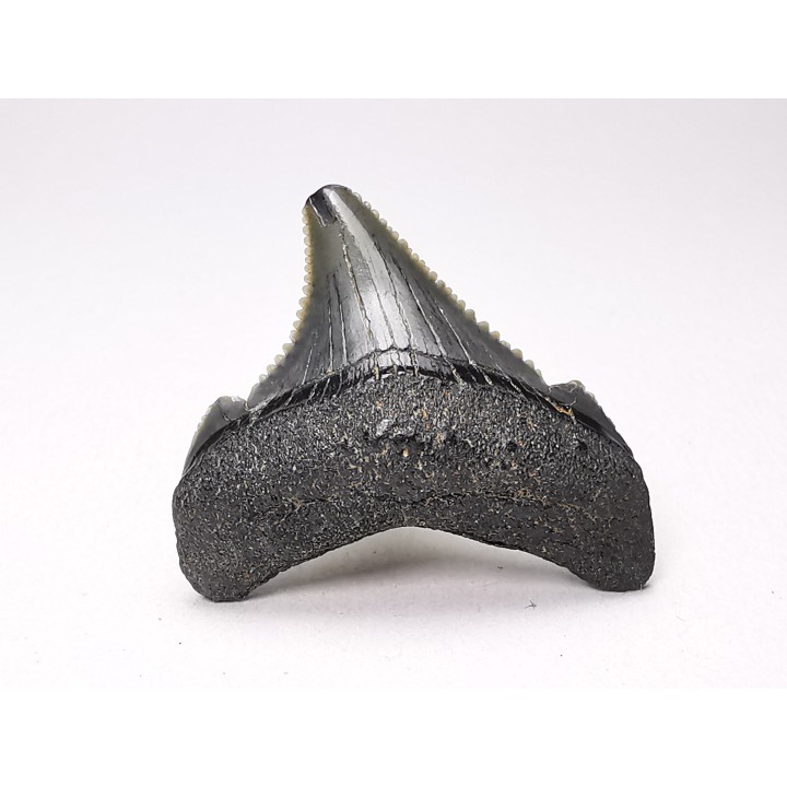 shark teeth: Carcharodon megalodon - Miocene (USA)