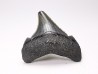Dent de requin: Carcharodon megalodon, Miocène (USA)