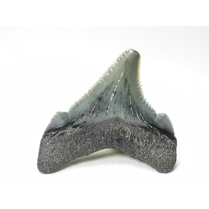 Dent de requin: Carcharodon megalodon, Miocène (USA)