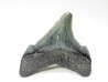 Dent de requin: Carcharodon megalodon, Miocène (USA)