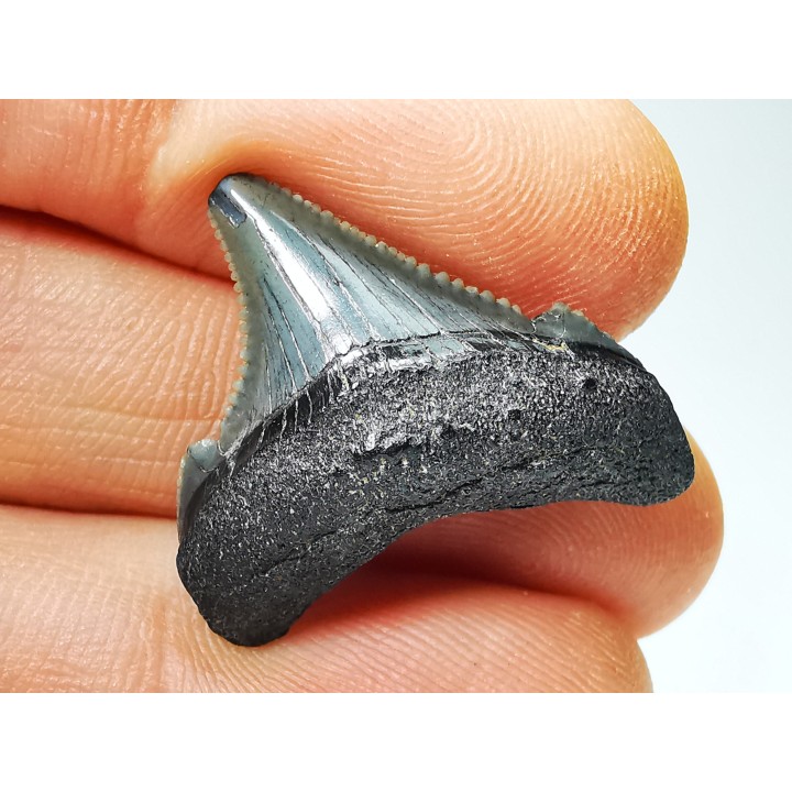 shark teeth: Carcharodon megalodon - Miocene (USA)