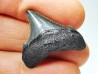 shark teeth: Carcharodon megalodon - Miocene (USA)