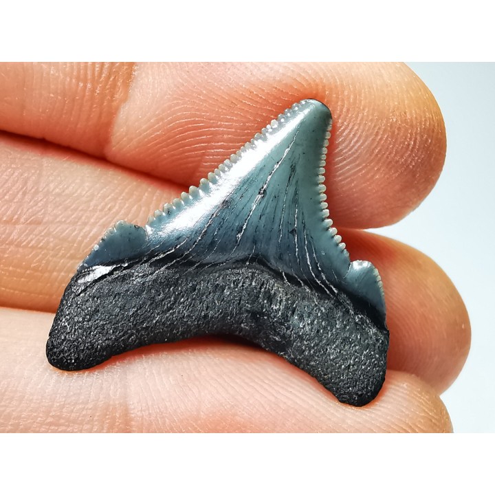 Dent de requin: Carcharodon megalodon, Miocène (USA)
