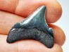 shark teeth: Carcharodon megalodon - Miocene (USA)