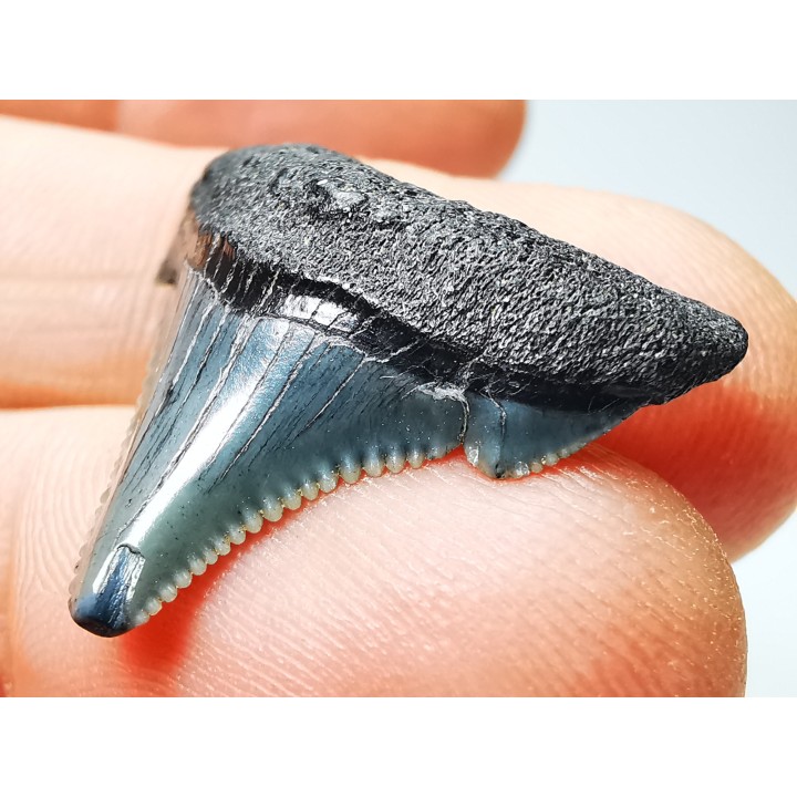 Dent de requin: Carcharodon megalodon, Miocène (USA)