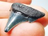 shark teeth: Carcharodon megalodon - Miocene (USA)