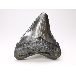 shark teeth: Carcharodon megalodon - Miocene (USA)