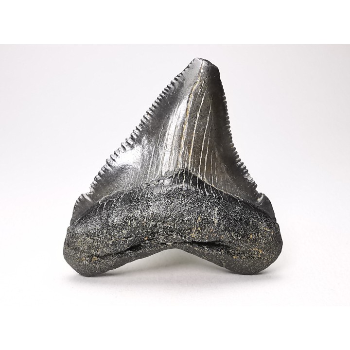 shark teeth: Carcharodon megalodon - Miocene (USA)