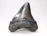 Dent de requin: Carcharodon megalodon, Miocène (USA)
