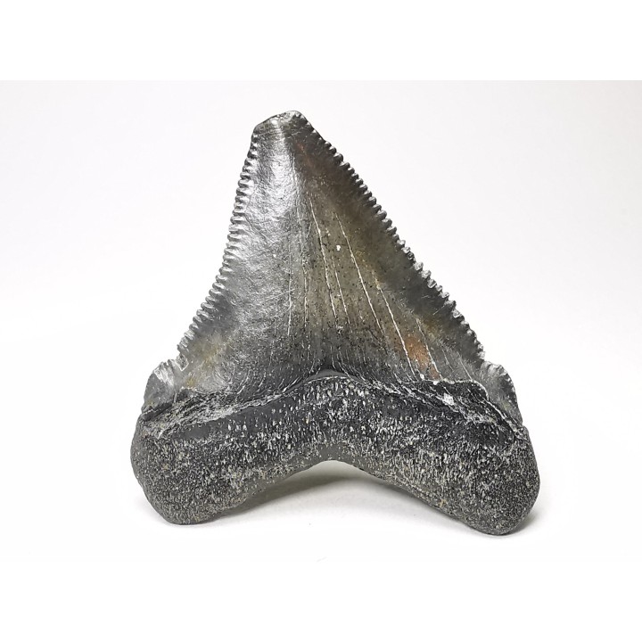 shark teeth: Carcharodon megalodon - Miocene (USA)