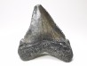shark teeth: Carcharodon megalodon - Miocene (USA)
