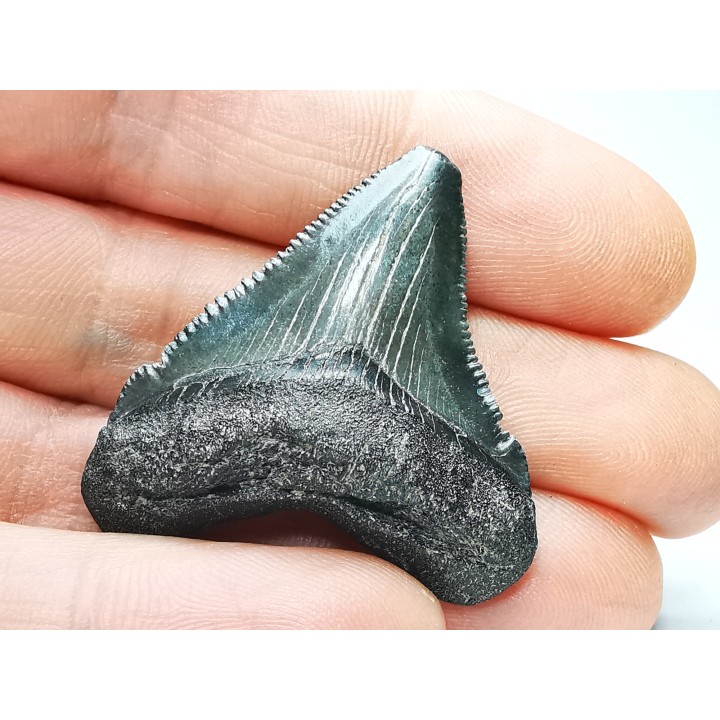 Dent de requin: Carcharodon megalodon, Miocène (USA)