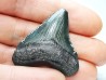 shark teeth: Carcharodon megalodon - Miocene (USA)