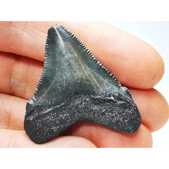 Dent de requin: Carcharodon megalodon, Miocène (USA)