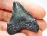 shark teeth: Carcharodon megalodon - Miocene (USA)
