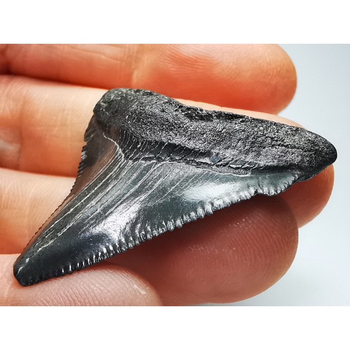 shark teeth: Carcharodon megalodon - Miocene (USA)