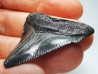 Dent de requin: Carcharodon megalodon, Miocène (USA)