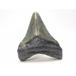 shark teeth: Carcharodon megalodon - Miocene (USA)