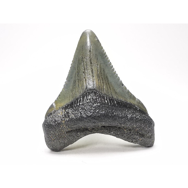 shark teeth: Carcharodon megalodon - Miocene (USA)