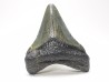 shark teeth: Carcharodon megalodon - Miocene (USA)