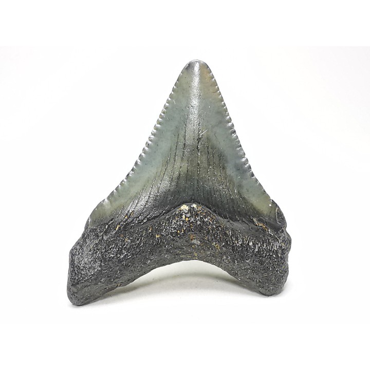 Dent de requin: Carcharodon megalodon, Miocène (USA)