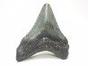 Dent de requin: Carcharodon megalodon, Miocène (USA)
