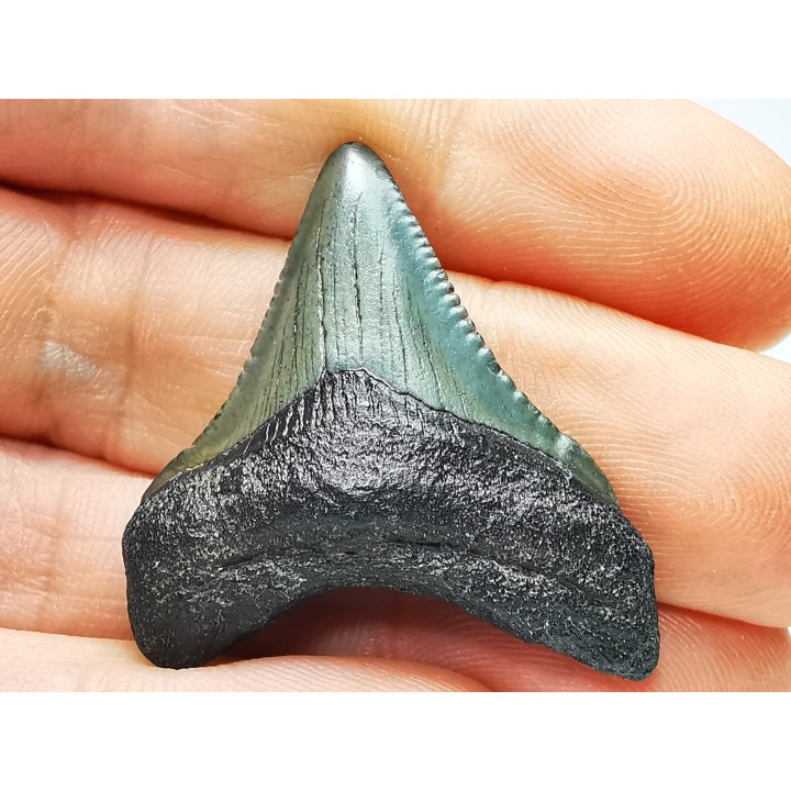 shark teeth: Carcharodon megalodon - Miocene (USA)