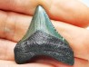 shark teeth: Carcharodon megalodon - Miocene (USA)