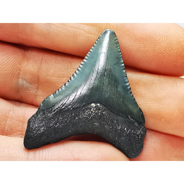 Dent de requin: Carcharodon megalodon, Miocène (USA)