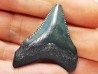 Dent de requin: Carcharodon megalodon, Miocène (USA)