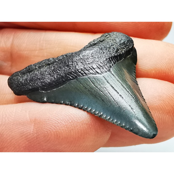 shark teeth: Carcharodon megalodon - Miocene (USA)