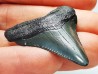 shark teeth: Carcharodon megalodon - Miocene (USA)