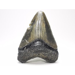 Dent de requin: Carcharodon megalodon, Miocène (USA)
