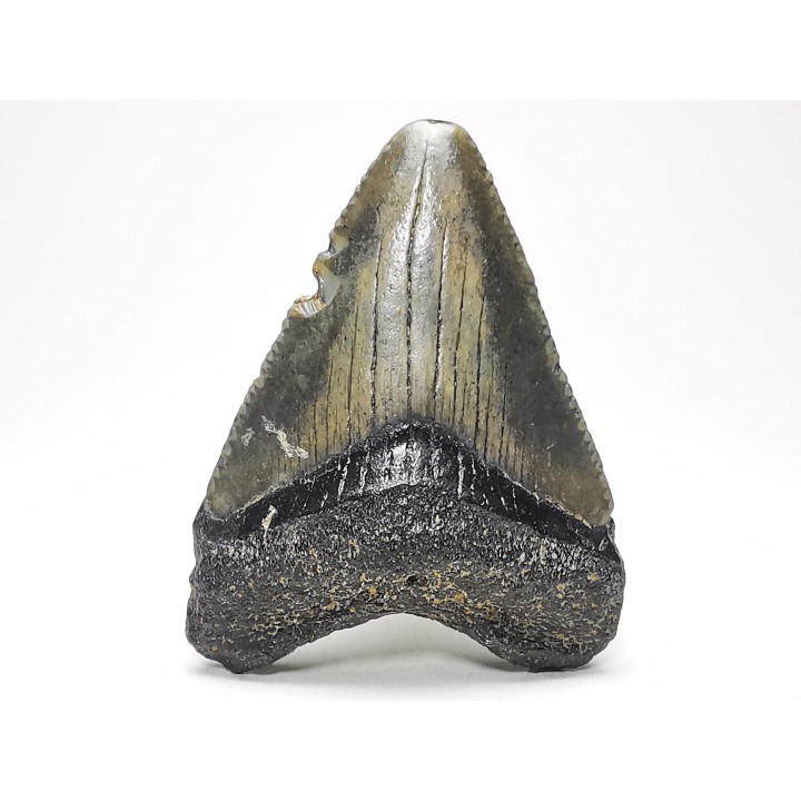 shark teeth: Carcharodon megalodon - Miocene (USA)