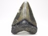 shark teeth: Carcharodon megalodon - Miocene (USA)
