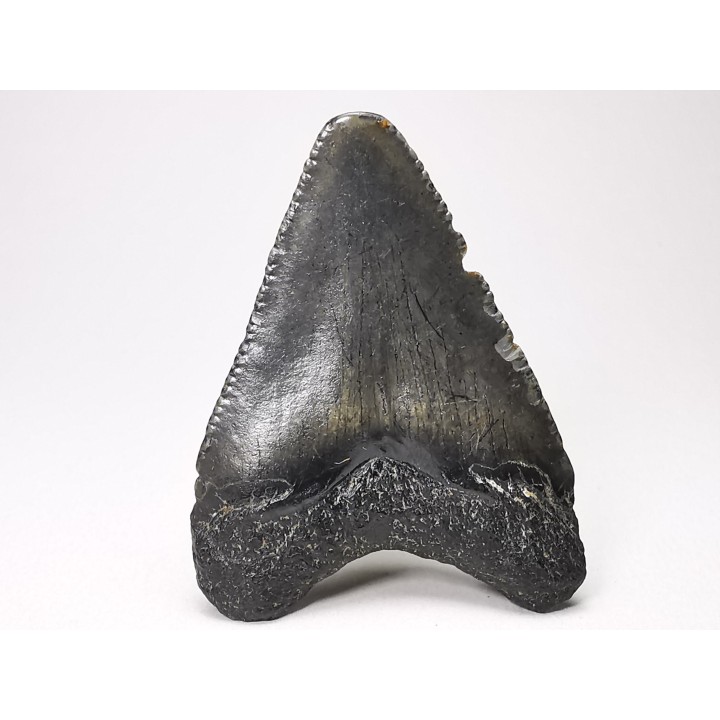 Dent de requin: Carcharodon megalodon, Miocène (USA)