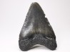 Dent de requin: Carcharodon megalodon, Miocène (USA)