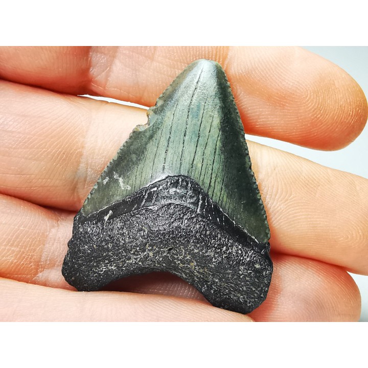 shark teeth: Carcharodon megalodon - Miocene (USA)